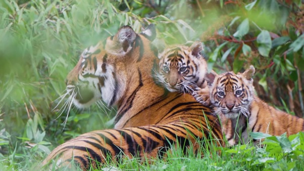 Kabar Baik! Harimau Sumatra Lahirkan Anak Kembar di Inggris, Diberi Nama Alif dan Raya