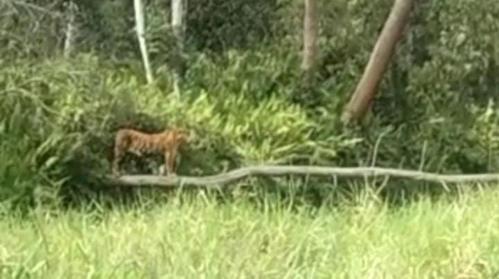 Waspada! Harimau Terlihat Muncul di Lahan Konsesi RAPP di Pelalawan