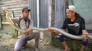 Amar Tangkap King Cobra dengan Panjang 4 Meter di Atap Rumah Warga SiakÂ 