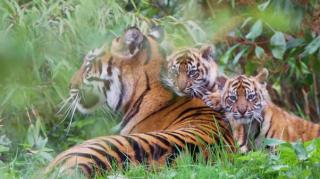 Kabar Baik! Harimau Sumatra Lahirkan Anak Kembar di Inggris, Diberi Nama Alif dan Raya