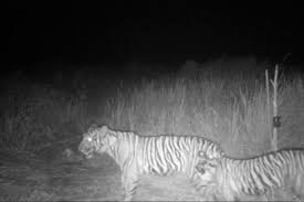 BB KSDA Riau Sebut Seekor Harimau Sumatera Terpantau Kamera Jebak di Siak