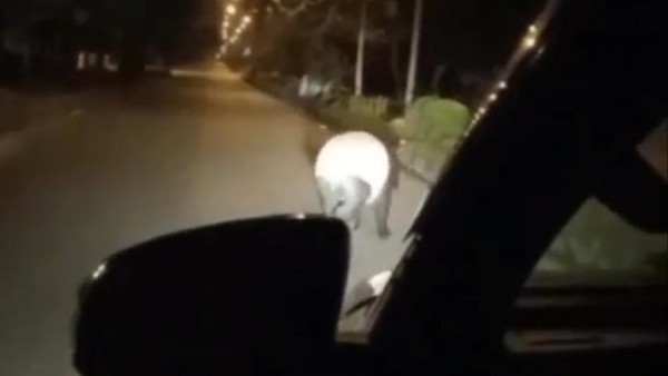 Viral! Ada Tapir Nyasar ke Kantor Bupati Pelalawan