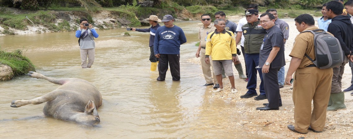 Tinjau Lokasi Tenak yang Mati, Ini Arahan Plt Bupati untuk Peternak