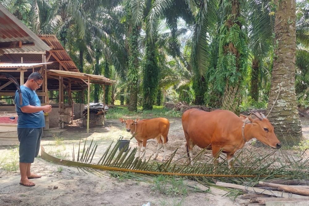 Jelang Idul Adha, Lalulintas Hewan Ternak Masuk Riau Diperketat