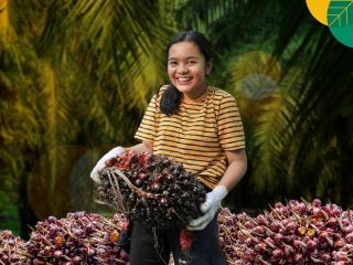 Harga TBS Kelapa Sawit di Riau Naik Jadi Rp2.446,99/Kg