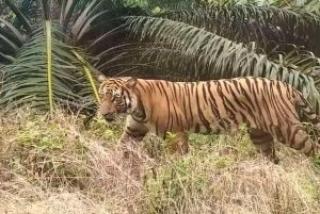 Mengerikan! Lagi, Warga Inhil Riau Tewas Diterkam Harimau
