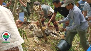 Terkena Jeratan, Harimau Sumatera Ditemukan Mati 