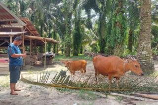 Jelang Idul Adha, Lalulintas Hewan Ternak Masuk Riau Diperketat