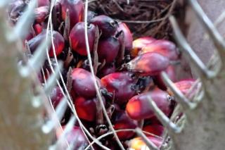Turun Lagi, Harga TBS Kelapa Sawit di Riau Rp 2.246,64/Kg Â  Â  Â 