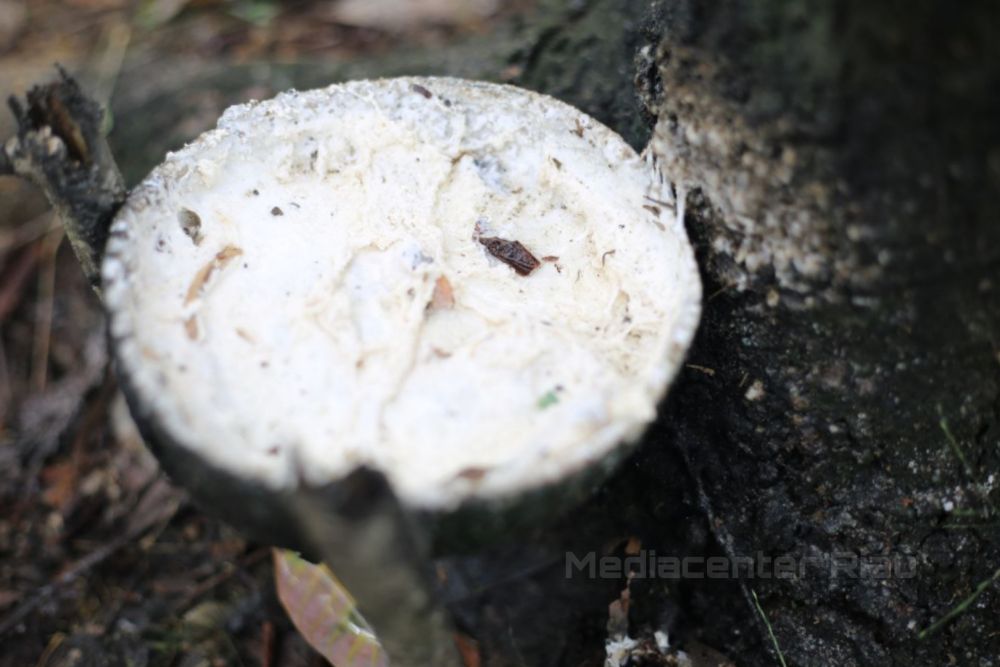 Harga Bokar di Riau Masih Stabil di Kisaran Harga Rp9.275 per Kilogram