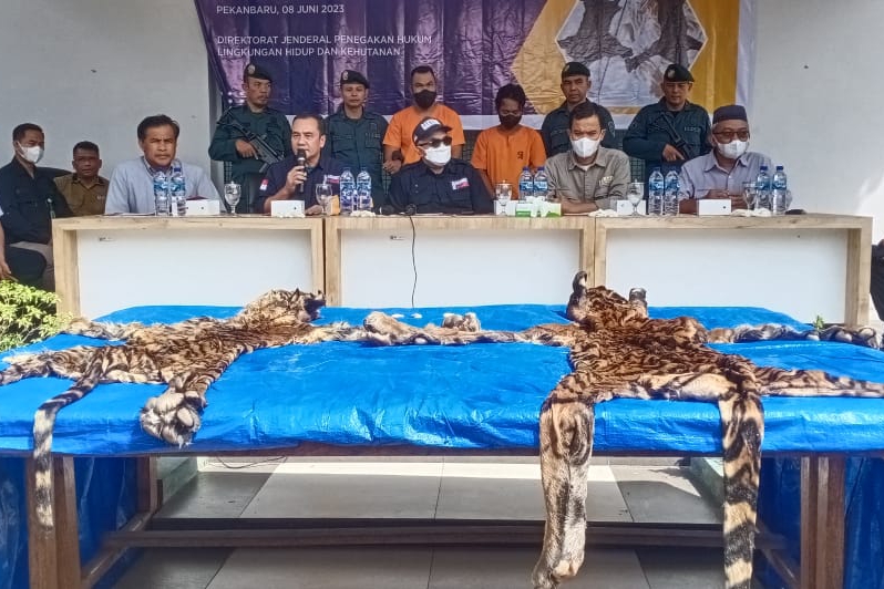 Gakkum LHK Tangkap Dua Penjual Kulit Harimau di Pelalawan
