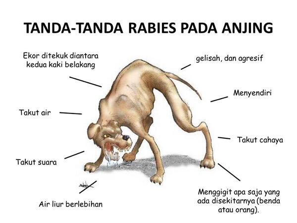25 Orang Terpapar Gigitan Hewan Rabies Sejak Januari - Mei 2023