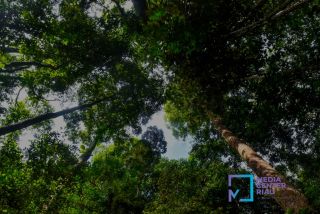 DLHK Riau Tanam 1.000 Bibit Pohon di Kuantan Singingi