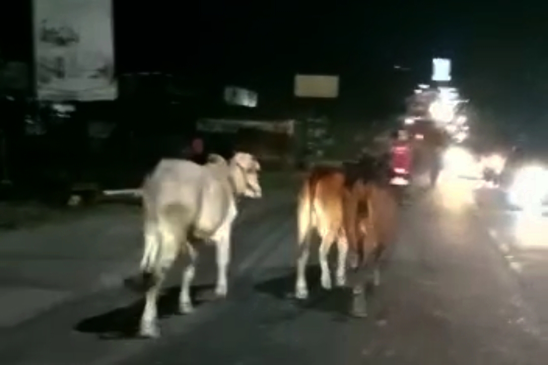 Heboh! 7 Sapi Kurban di Pekanbaru Kabur, 1 Masuk Parit