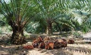 PTPN V Tercatat Sebagai Persentase Plasma Terluas di Riau