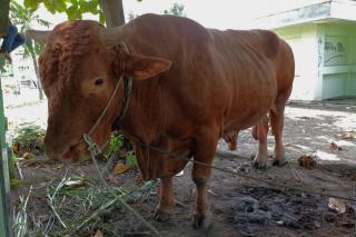 Empat Sapi Milik Peternak di Riau Masuk Kandidat Sapi Kurban Presiden Jokowi