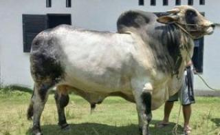 Sapi Kurban Bantuan Presiden akan Dipotong di Komplek Masjid Nurul Wathan Rumbai
