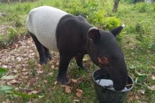 Warga Inhil Riau Temukan Tapir Terperosok di Parit, Kondisinya Lemas