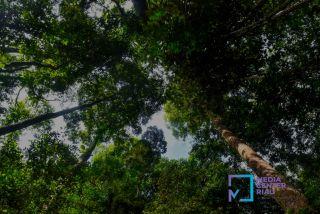 DLHK Riau Tanam 1.000 Bibit Pohon di Kuantan Singingi