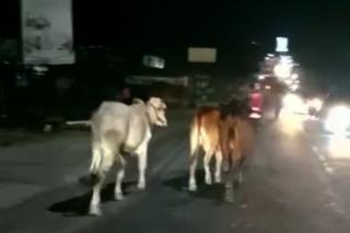 Heboh! 7 Sapi Kurban di Pekanbaru Kabur, 1 Masuk Parit