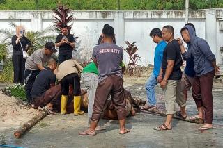 Pegadaian Kanwil II Pekanbaru Kurban 6 Ekor Sapi dan 3 Kambing
