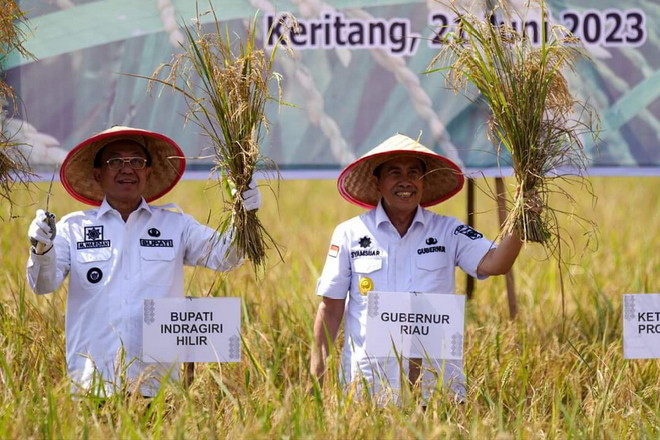 Gubri Syamsuar Hadiri Panen Raya Padi dan Pertemuan Gapoktan Inhil