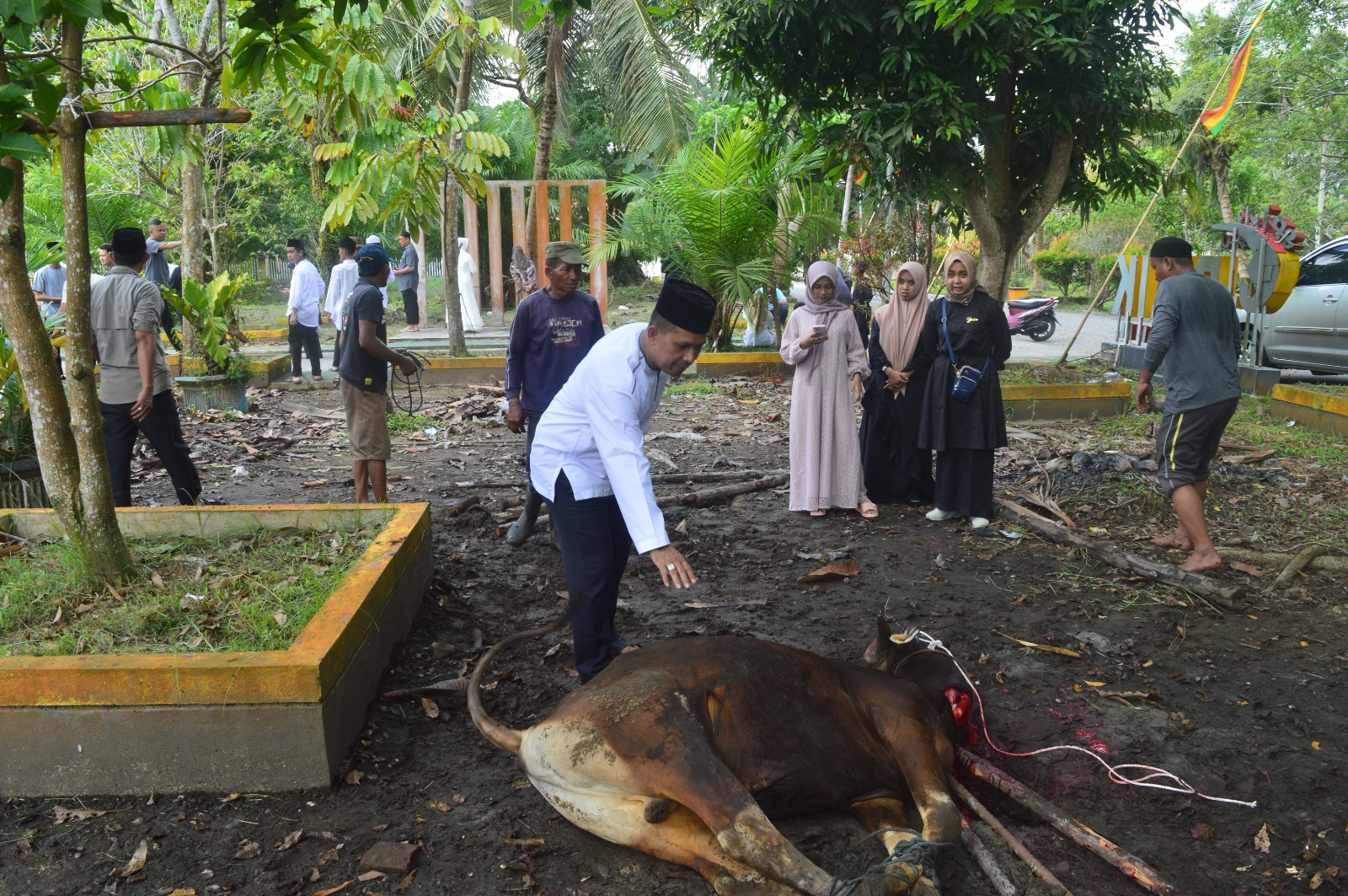 Diskominfopers Inhil Berkurban 3 Ekor Lembu
