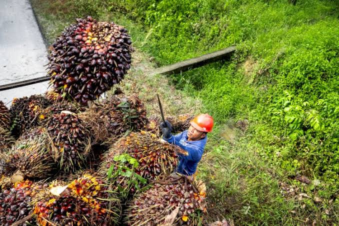 Pasca Iduladha, Harga Kelapa Sawit di Riau Naik Jadi Rp 2.441,63/Kg