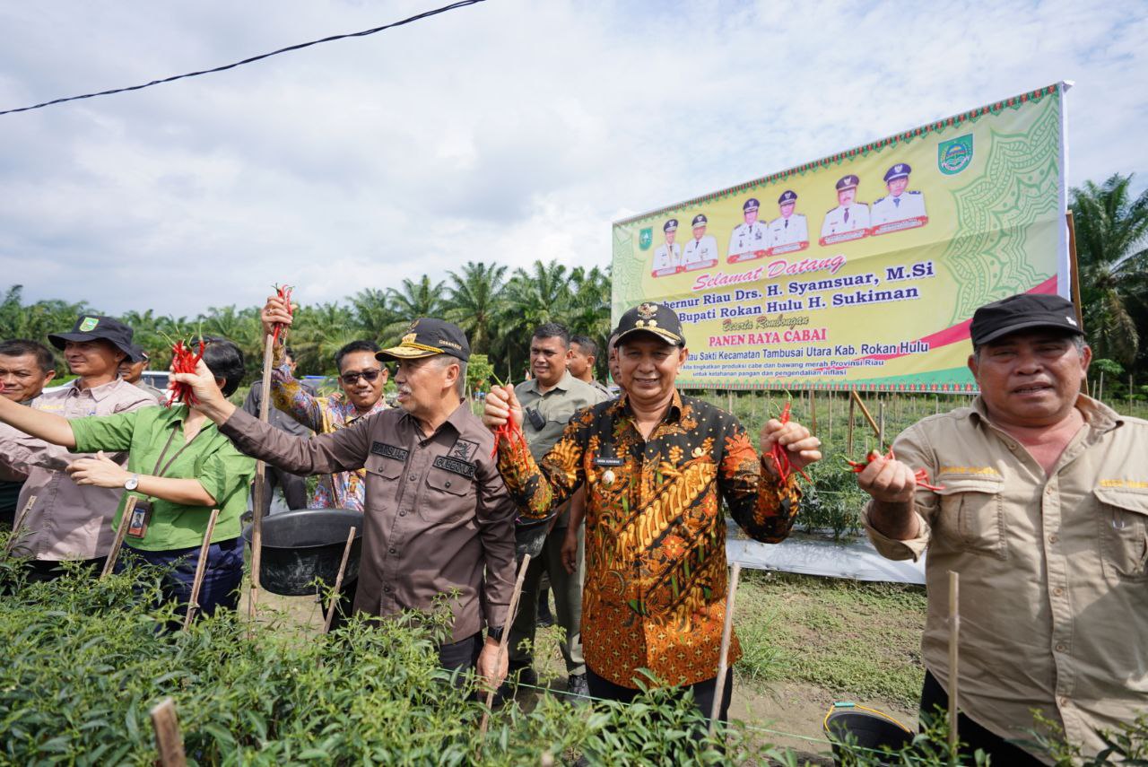 Gubri Syamsuar Panen Raya Cabai Merah di Rokan Hulu