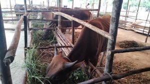 Dinas PKH Riau Pastikan Riau Bebas Penyakit AntraksÂ