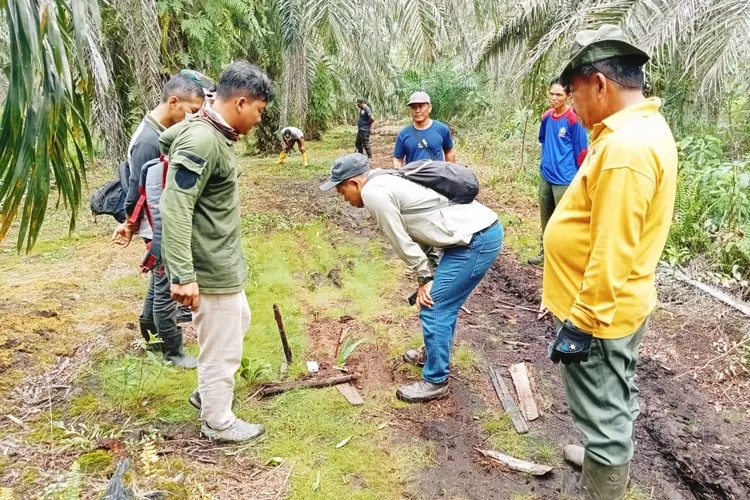 Ada Laporan Harimau Masuk Kebun, BBKSDA Riau Pasang Kamera Trap di TKP