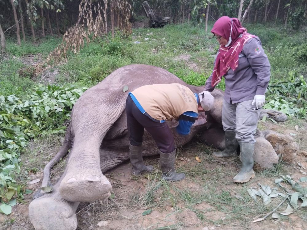 Diduga Diracun, Gajah Liar Ditemukan Mati di TNTN