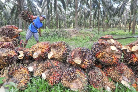 Sektor Perkebunan Kelapa Sawit di Riau Sumbang 42,7% Total Penerimaan Pajak
