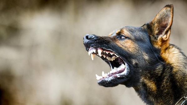 4 Warga Inhil Digigit Anjing Rabies, 1 Orang Meninggal Dunia