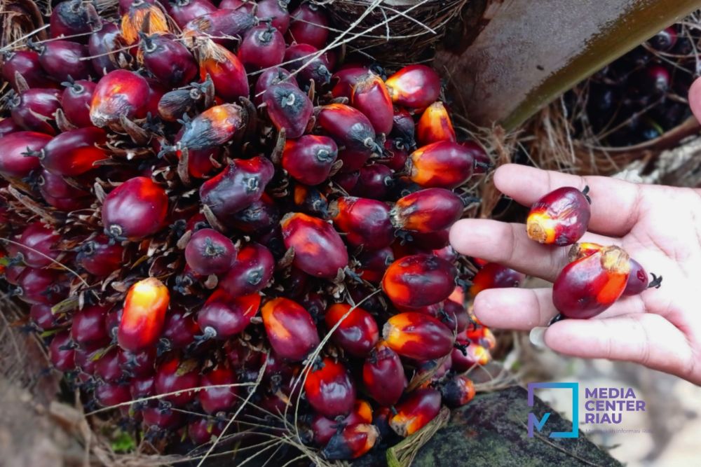 Naik Lagi, Harga TBS Kelapa Sawit di Riau Rp 2.496,55/KgÂ