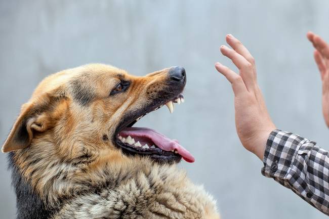 Selama 2023 Ada 1.795 Kasus Gigitan Rabies di Riau, Siak Paling Banyak