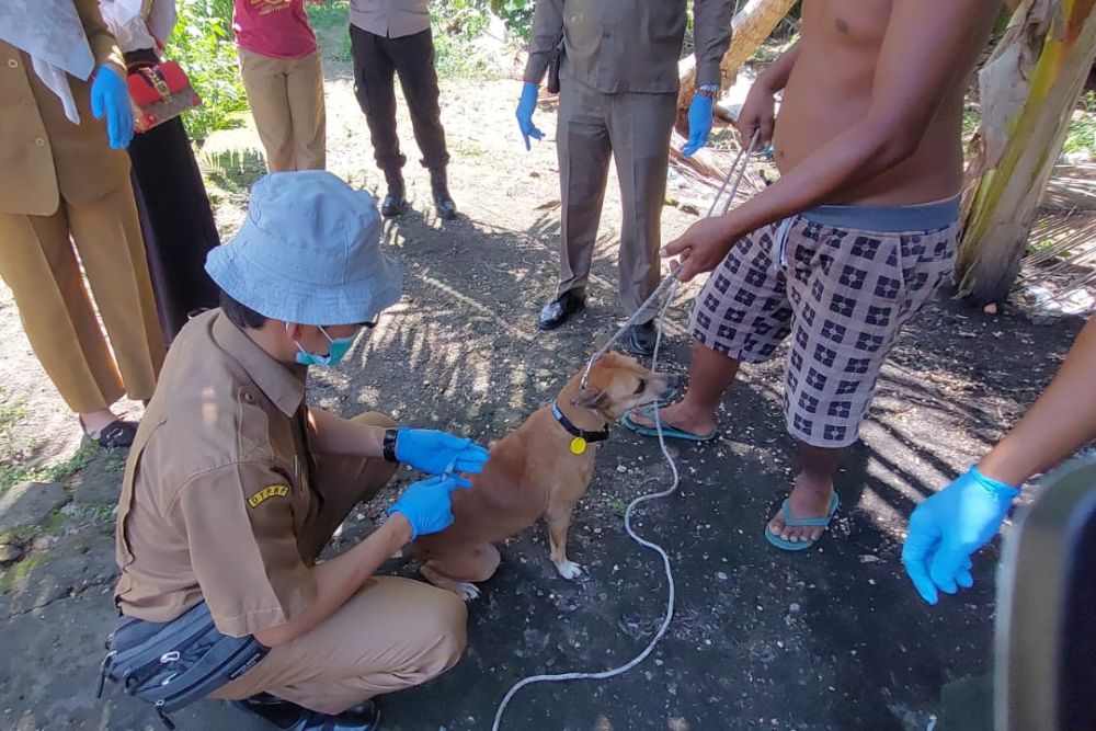 Diskes Riau Sudah Distribusikan 5.550 Vial Vaksin Anti Rebies
