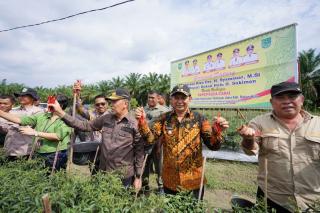 Gubri Syamsuar Panen Raya Cabai Merah di Rokan Hulu