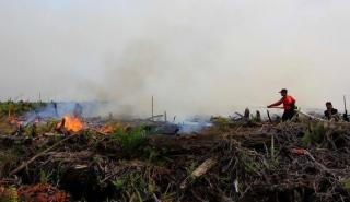BPBD Catat Sudah Terjadi 36 Kasus Kebakaran Lahan di Pekanbaru Sepajang 2023Â 