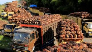Harga TBS Kelapa Sawit di Riau Naik Jadi Rp 2.492,45/Kg