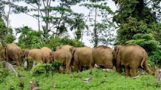 Gawat! Kawanan Gajah Liar Rusak Puluhan Hektar Kebun Warga Pekanbaru