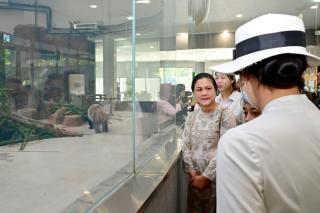 Pagi Hari di Chengdu, Ibu Iriana Tinjau Pusat Pembiakan Panda