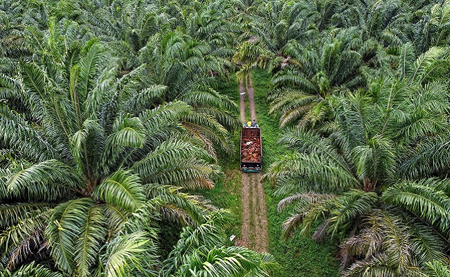 Harga Kelapa Sawit di Riau Naik Jadi Rp 2.535,22/Kg
