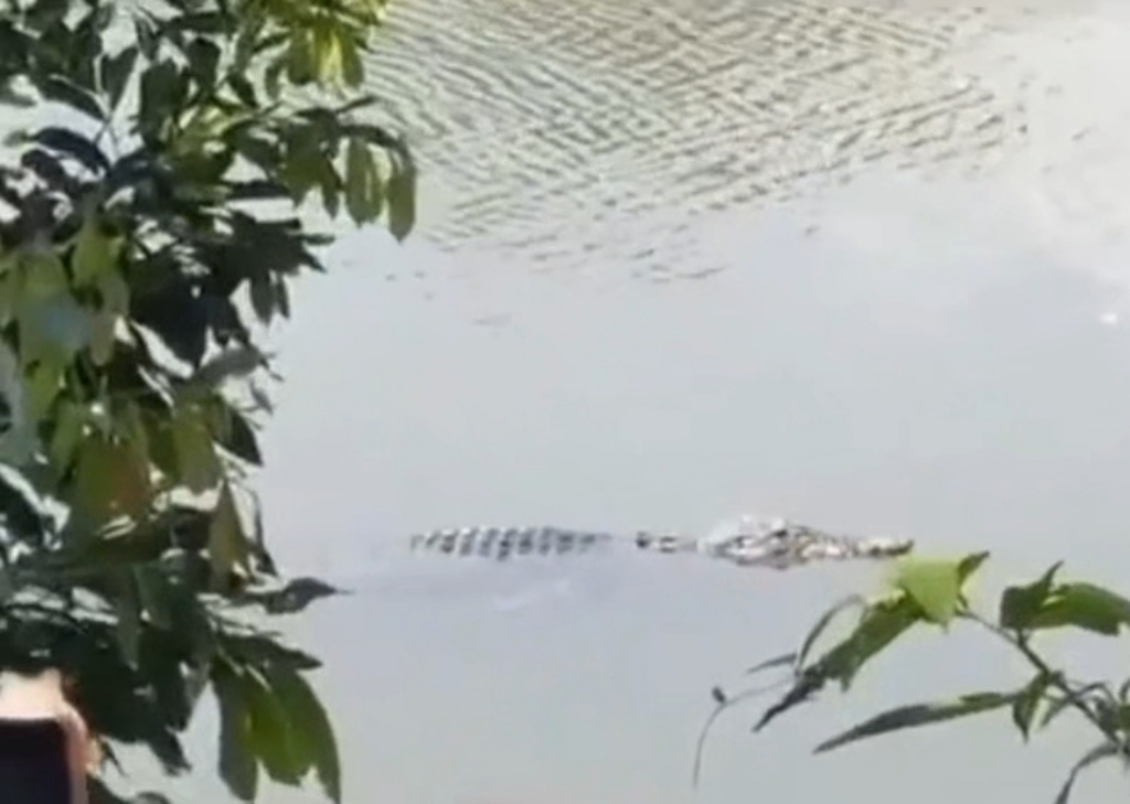 Heboh! Buaya Senyulong Muncul di Sungai Subayang Kampar