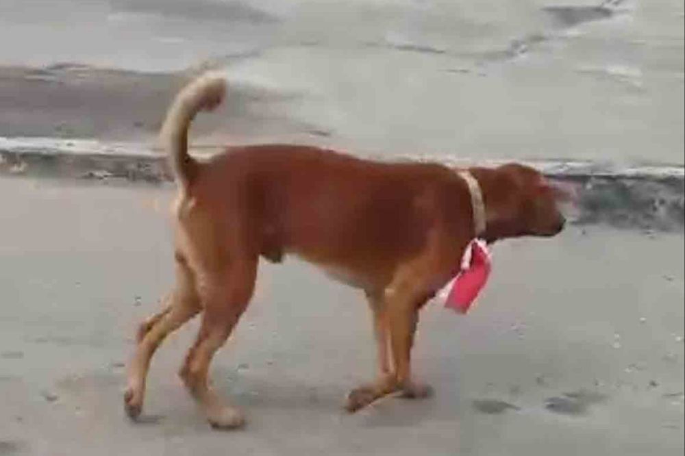Pasang Bendera Merah Putih di Leher Anjing, Pegawai Pabrik Sawit di Riau Ditangkap Polisi