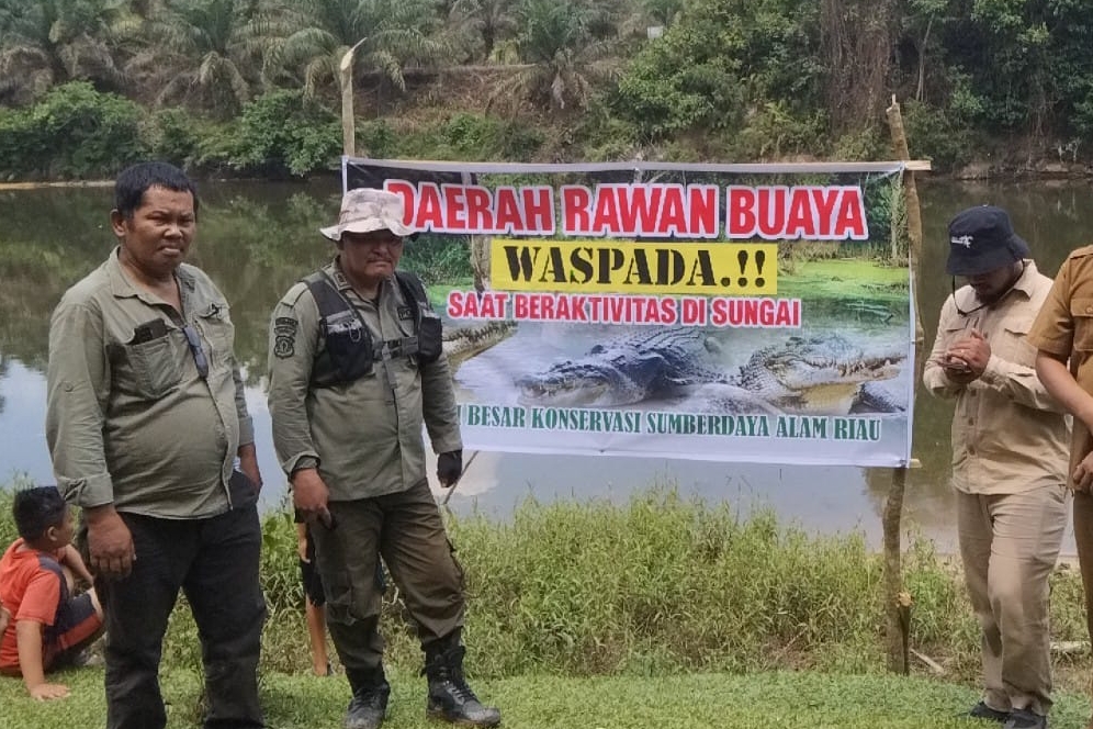 Kenapa Buaya di Sungai Subayang Kampar Tidak Dievakuasi? Begini kata BBKSDA Riau