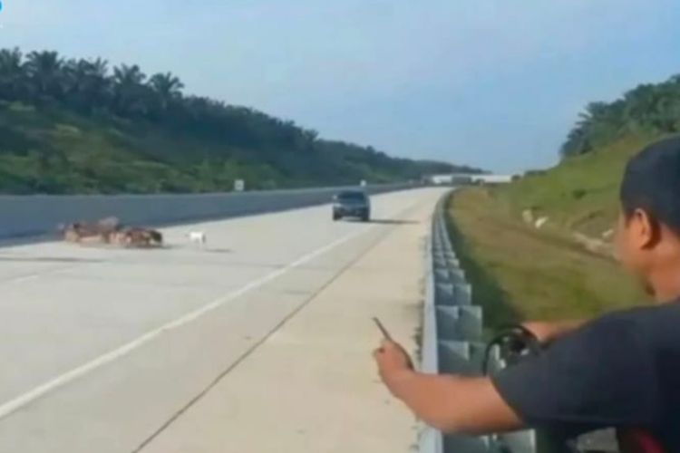 Warga Berburu Babi sampai Masuk Tol Pekanbaru-Bangkinang Riau, Gak Bahaya Ta?