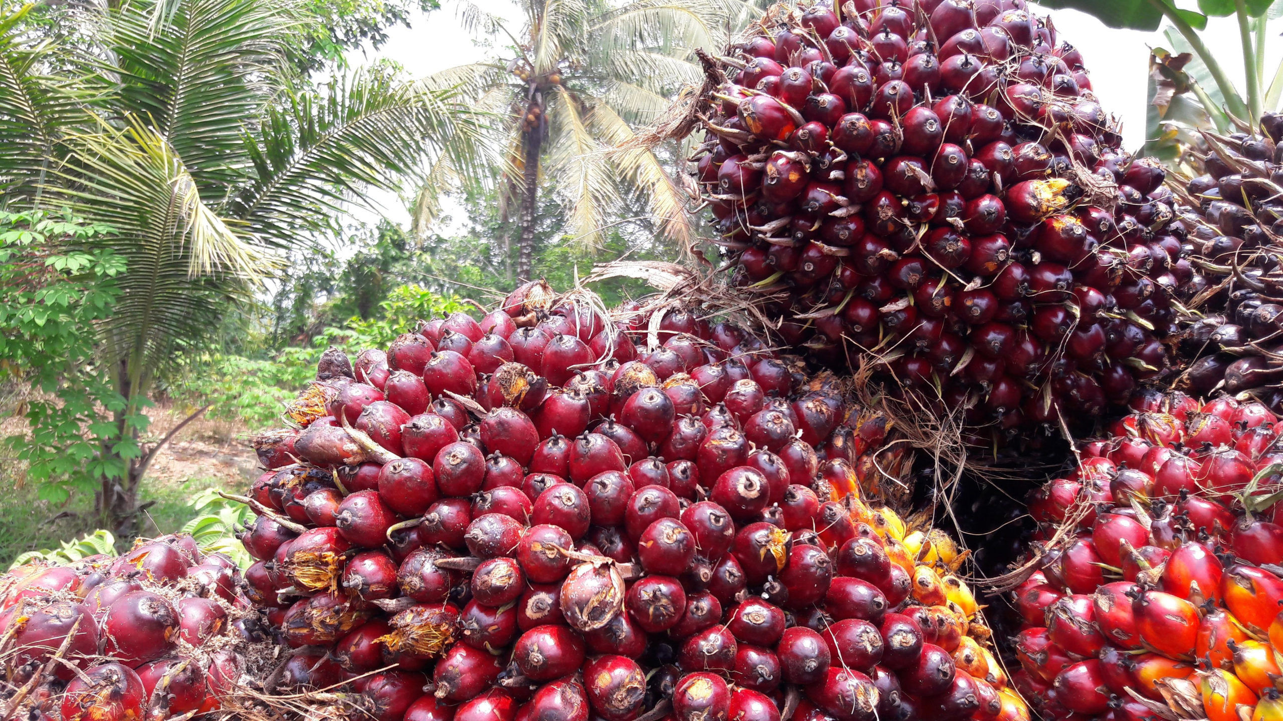 Naik, Harga TBS Kelapa Sawit Petani Mitra Swadaya Riau Jadi Rp 2.486,29/Kg
