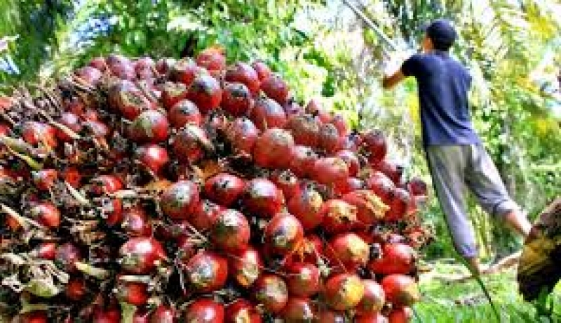 Harga Pembelian TBS Kelapa Sawit Petani Mitra Swadaya Riau Naik Jadi Rp 2.489,37 per Kg