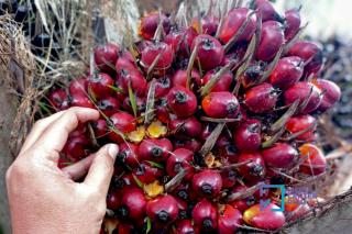 Turun, Harga TBS Sawit Mitra Swadaya di Riau Rp 2.450,21/Kg